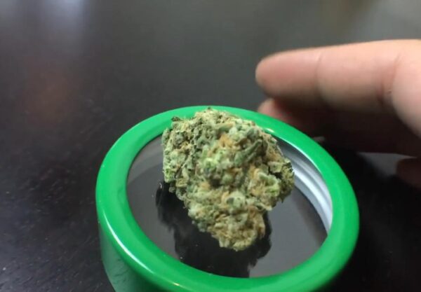 Buy Blue Dream Online in Barcelona