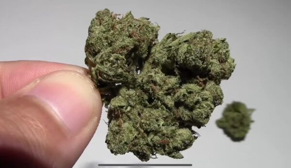 Buy Weed Online In Barcelona